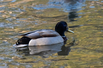 duck on the water