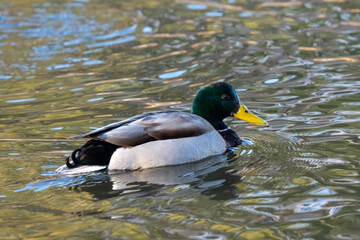 Obraz premium duck on the lake