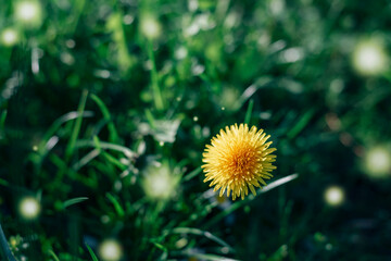 Yellow dandelion flower in sunlight. Spring meadow, selective focus