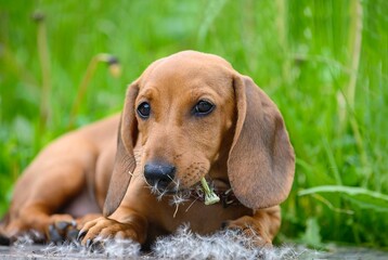 A small puppy of a dachshund hunting dog eats a dandelion lying among the tall green grass and the...