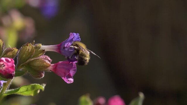 Anthophora Plumipes visiting pulmonaria flowers. Slow motion.