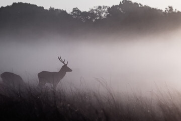 Young red stag, Cervus elaphus, as the sun rises over a foggy grassland