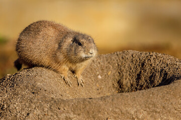 Black-tailed prairie dog, Cynomys ludovicianus, sitting near burrow in sand and looking around. Ground squirrel in nature habitat. Wildlife scene. Animal in alert. Cute rodent from North America.