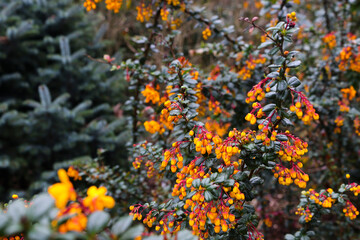 Beautiful Orange Flowers 