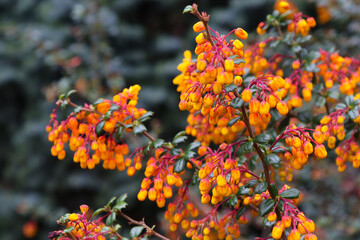 Beautiful Orange Flowers 