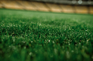 Grass on the football field of the Olympic Stadium in Kyiv, Ukraine