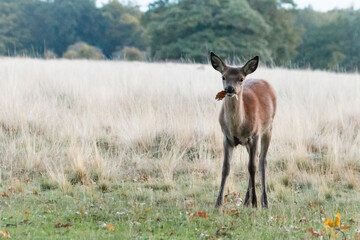 Naklejka na ściany i meble Young red deer staring whilst chewing leaves in London - Cervus elaphus