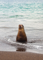 Lobo marino de galapagos,  divertido y relajado a orillas del mar