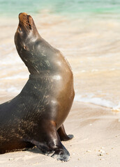 lobo marino de Galápagos tomado el sol