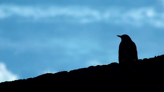 Silhouette of a blackbird on a roof