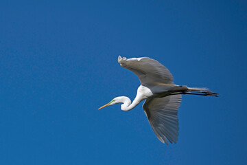 Great Egret, with wings fully extended, flying in a clear blue sky.
