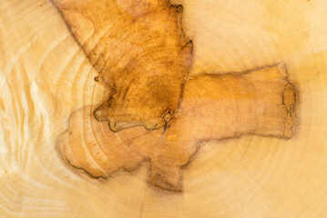 Macro shot of Platanus tree trunk cross-section with a detailed view of annual growth rings and the...