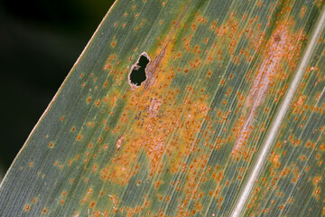 Orange corn rust fungus on leaf of cornstalk. Fungus control, plant disease and yield loss concept.