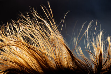 Abstract windy hair texture. Backlit silhouette on dark background.