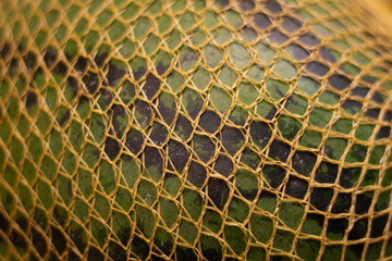 Watermelon in net. Texture of yellow mesh stretched over green watermelon. Healthy food.