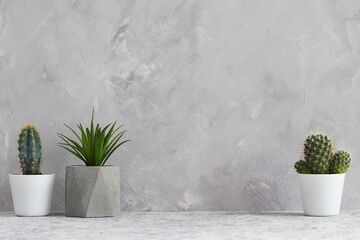 Set of succulent plants in pots against gray wall with copy space for text. Minimalistic room design