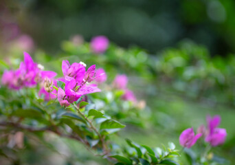 Pink bougainvillea flower, soft focus. Springtime background, copy space.