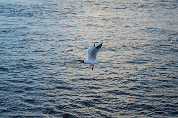Black-headed gull flying over the sea