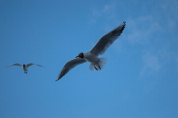 Black-headed gull flying in the sky