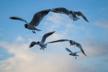 Obraz premium Black-headed gulls flying in the sky