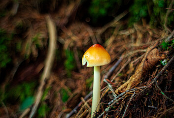 Agrocybe Retigera