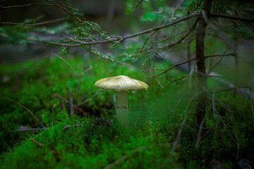 Pluteus Podospileus