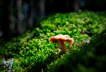 Psilocybe Cubensis
