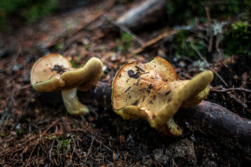 Psilocybe Cyanescens