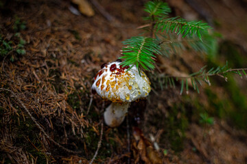 Resinous Polypore