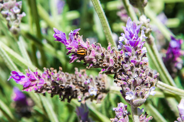 lady beetle on lavender