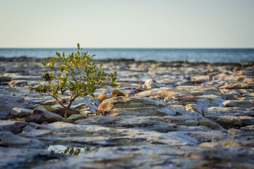 beach and rocks
