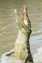 crocodile in the water