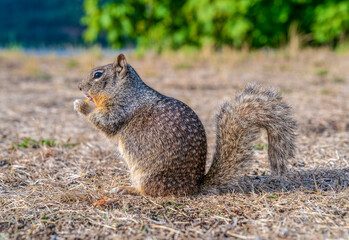 A squirrel eating