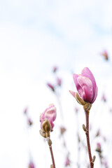 Pink magnolia spring buds