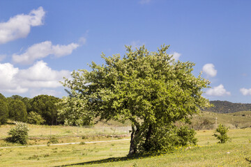 A tree with green leaves that has completed its bloom in the blue sky,in the Mediterranean region in april