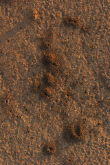 Black garden ant. Life of insects. Ants in an anthill.