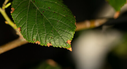 A sprig of linden tree. A type of medicinal plant.