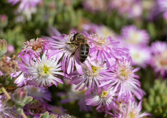 Honey bee on flowers of hardy ice plant