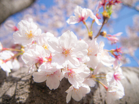 桜の木　ソメイヨシノ　春イメージ