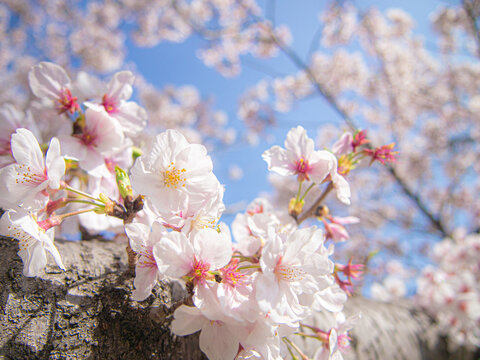 桜の木　ソメイヨシノ　春イメージ