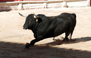 un gran toro bravo español con grandes cuernos