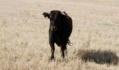toro español con grandes cuernos