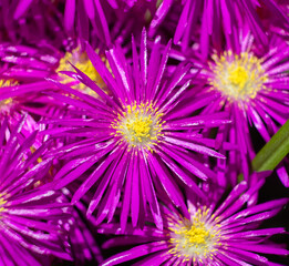 Fototapeta premium Close up of hardy ice plant flowers