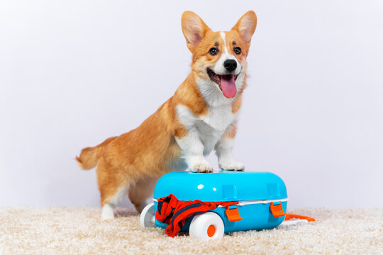 Cute Welsh corgi Pembroke or cardigan puppy is going on a trip with owner. Lovely dog put things in luggage bag and put its paws on it to close, showing tongue