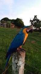 blue and yellow macaw