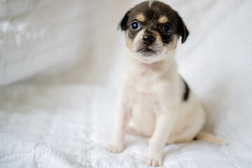 crossbreed puppy sitting white blanket. with copy space