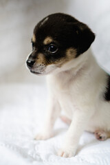 crossbreed puppy sitting on a white blanket. vertical photo
