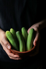 Cucumbers in the hands of farmer, summer vegetable garden in dark background. Local farming, harvesting concept