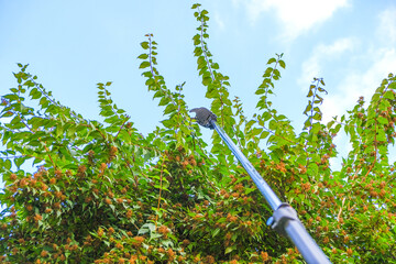 Garden telescopic pruner.plant formation. Pruning tall trees in the garden.Telescopic garden shears...
