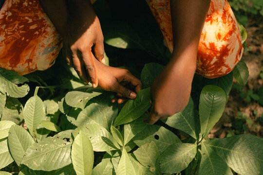 Plant conservationist teaching a young child about plants